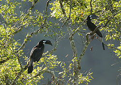 Two Bushy-crested Hornbills (Anorrhinus galeritus) in a tree.jpg