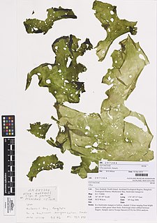 <i>Ulva australis</i> Species of alga