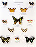 Université de Rennes 1, collection Charles Oberthür, papillons, région afrotropicale.jpg
