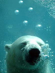 Ours blanc au zoo sauvage de Saint-Félicien.