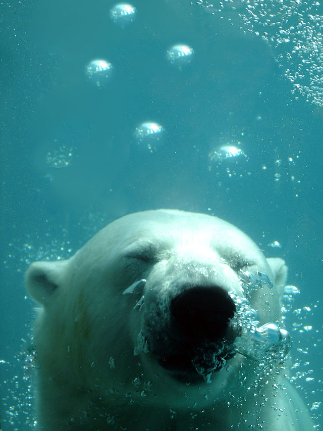 Un ours polaire!!!