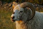 Värmland sheep white ram.jpg