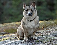 Chó Vallhund Thụy Điển