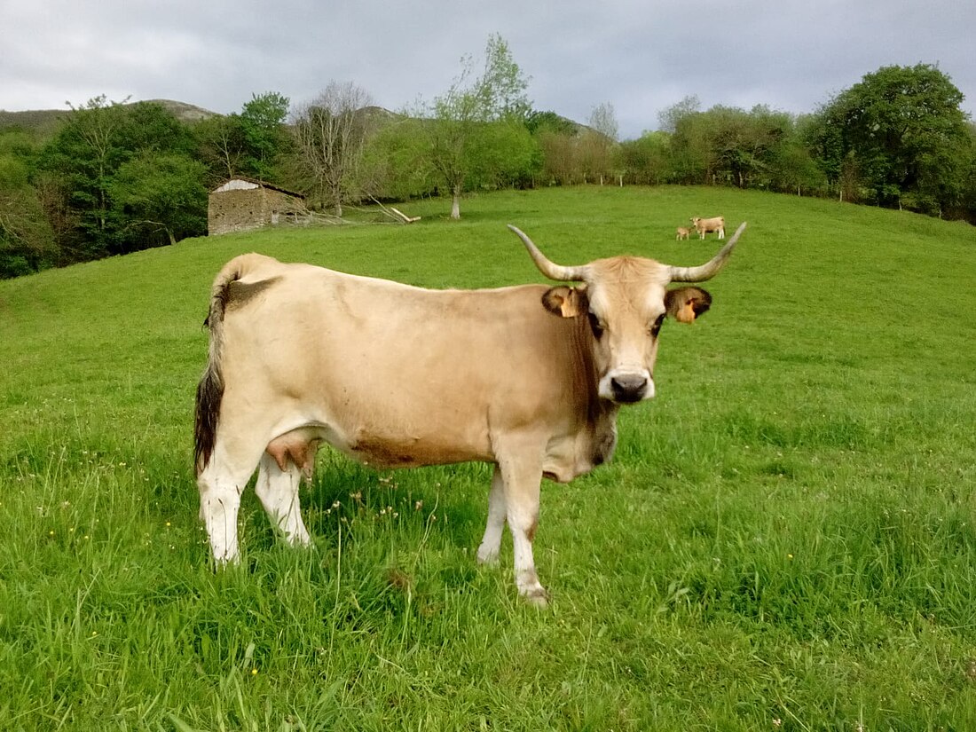 Asturiana de la montaña