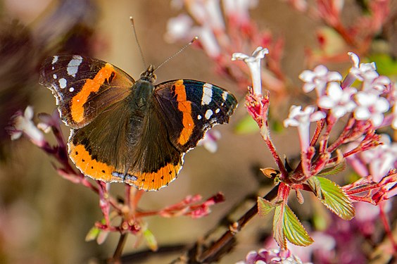 Vanessa Atalanta, Oberboihingen, Germany