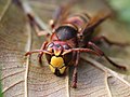 Vespa crabro Linnaeus, 1758