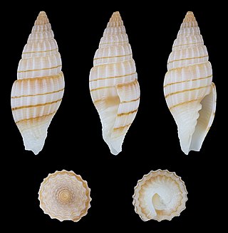 <i>Vexillum buriasense</i> Species of gastropod