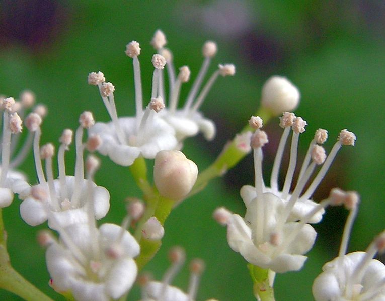 File:Viburnum opulus20090612 437.jpg