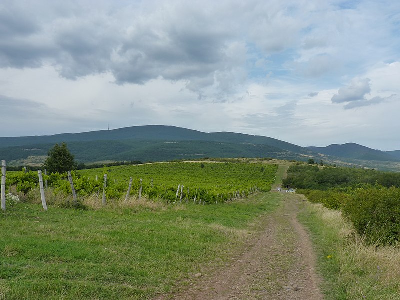 File:Vineyards above Abasár with Mátra in the background 01.jpg