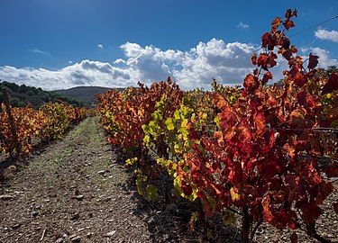 Vineyards along the Via Algarviana footpath, Bensafrim, Portugal