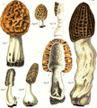 M. esculenta y M. costata, dibujo de Carlo Vittadini