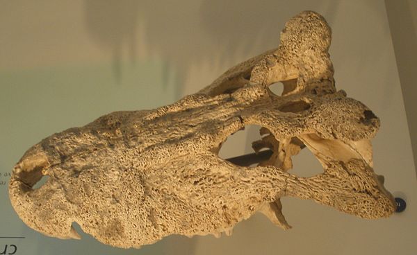 A skull of the extinct Voay robustus