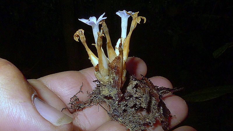 File:Voyria caerulea Aubl. (20519625243).jpg