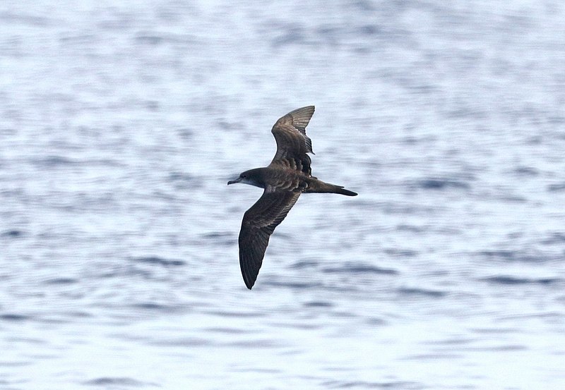 File:WEDGE-TAILED SHEARWATER (4-27-2018) holo-holo boat, coast and lehua island, out of port allen, kauai co, hawaii -04 (40415824880).jpg