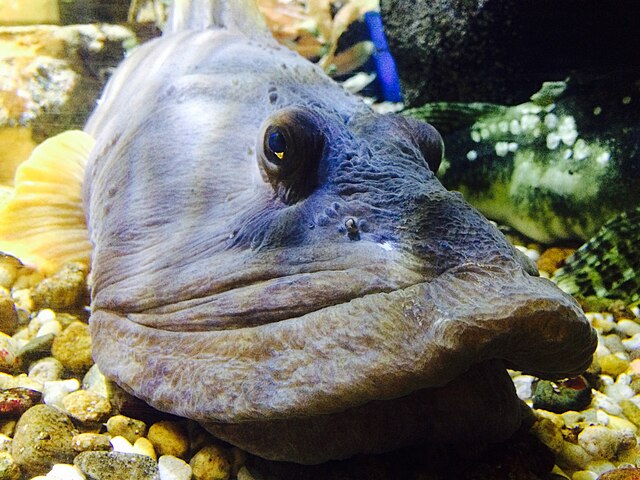 Ocean Pout fish with antifreeze blood 640px-WHSA_Ocean_Pout