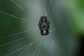 Resmin açıklaması Wagneriana tauricornis.jpg.