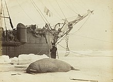 Walrus killed in Franklin Pierce Bay - 1875.jpg