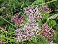 * Nomination Eupatorium cannabinum in "Wetland habitat south of Sassanfahrt" protected landscape element --Plozessor 03:54, 7 June 2024 (UTC) * Promotion  Support Good quality. --Ermell 05:47, 7 June 2024 (UTC)