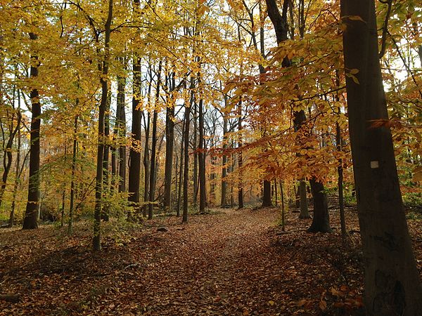 Image: Watchung Reservation in the Fall 2013 11 05 01