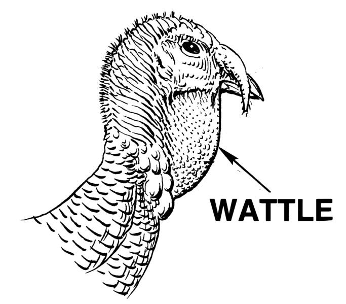 File:Wattle 2 (PSF).png