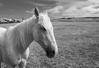 White horse along the PR05 SMA hiking trail, Santa Maria, Azores, Portugal