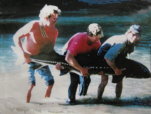 White sturgeon (Acipenser transmontanus), almost 8 feet (2.4 m) long, caught in 1998 in the Russian River's "Hacienda Hole" in Guerneville, California