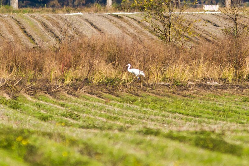 File:Whooping crane (32014381738).jpg