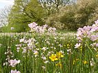 Frühlingsaspekt einer Feuchtwiese in Nordwestdeutschland mit Wiesenschaumkraut und Sumpfdotterblume (Calthion)