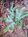 2011-04-25T16:22:27Z : user:Prasanths : File:Wild Plant for Curing Fire burns.JPG