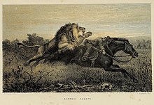 Baldwin attacked by a lion from African hunting. William Charles Baldwin, Narrow escape.jpg