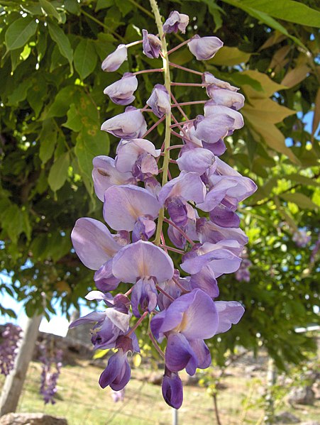 File:Wisteria sinensisPNPG.jpg