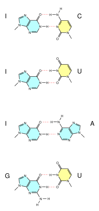 <span class="mw-page-title-main">Wobble base pair</span> RNA base pair that does not follow Watson-Crick base pair rules