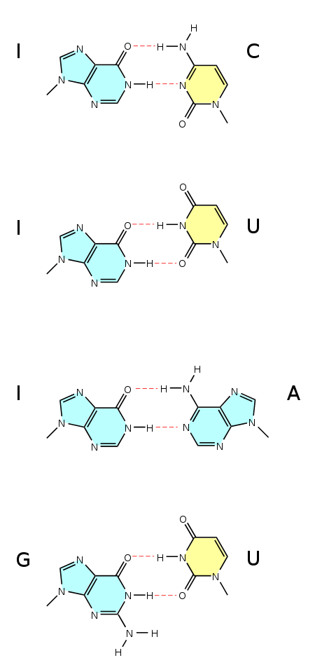Wobble base pairs for inosine and guanine