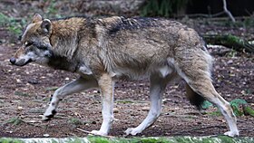 Lobo-cinzento, a espécie-tipo do conceito de wolf-like.