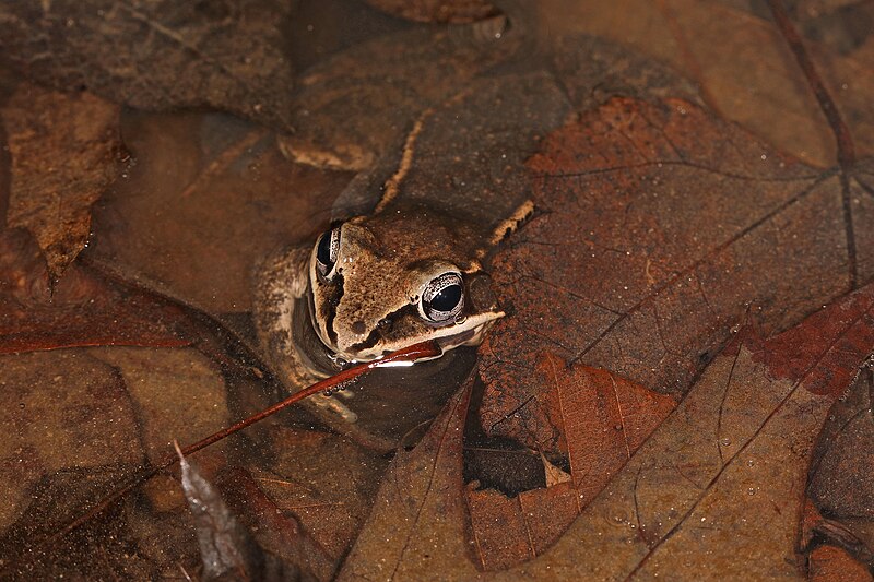 File:Wood Frog - Lithobates sylvaticus, Lake Accotink Park, Springfield, Virginia, February 23, 2022 (53477204328).jpg