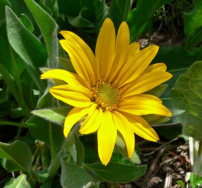 File:Wyethia helenioides 2.jpg