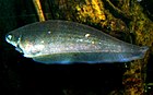 Afrykański knifefish