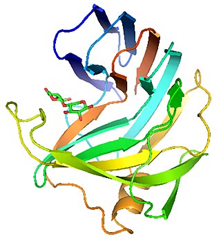 <span class="mw-page-title-main">Xylanase</span> Any of a class of enzymes that degrade the polysaccharide xylan into xylose