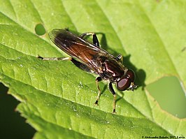 Kleine rode bladloper