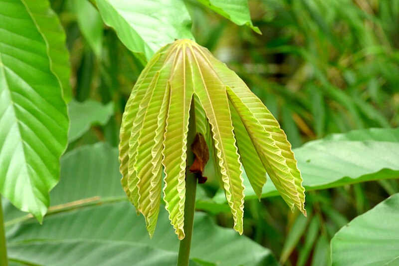 File:Yarumo negro (Cecropia angustifolia) - Flickr - Alejandro Bayer.jpg