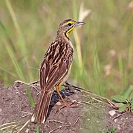 Queen Elizabeth National Park, Uganda