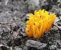 Yellow Stag Horn Fungus - geograph.org.uk - 955978.jpg
