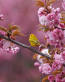 Yellow warbler (Setophaga aestiva) in Brooklyn's Green-Wood Cemetery Yellow Warbler, Greenwood, Valley Water, New York City 2.jpg