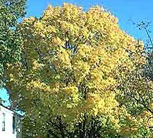 Yellow maple (Sapindaceae) in fall. Yellowmaple.jpg