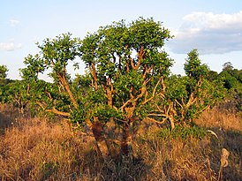 Ilex paraguariensis