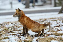 A red fox marking its territory Young Fox (16605353545).jpg