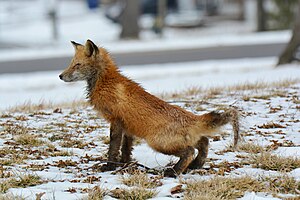 Red Fox