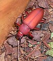 Young beetle