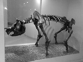 Скелет Zygomaturus tasmanicus