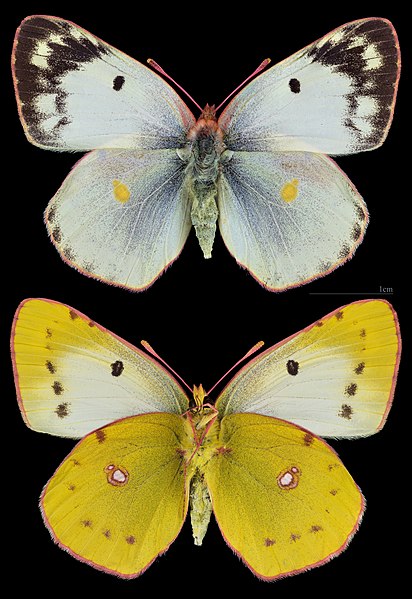 File:(MHNT) Colias alfacariensis - Novy Jicin, Moravie Tchéquie - female.jpg